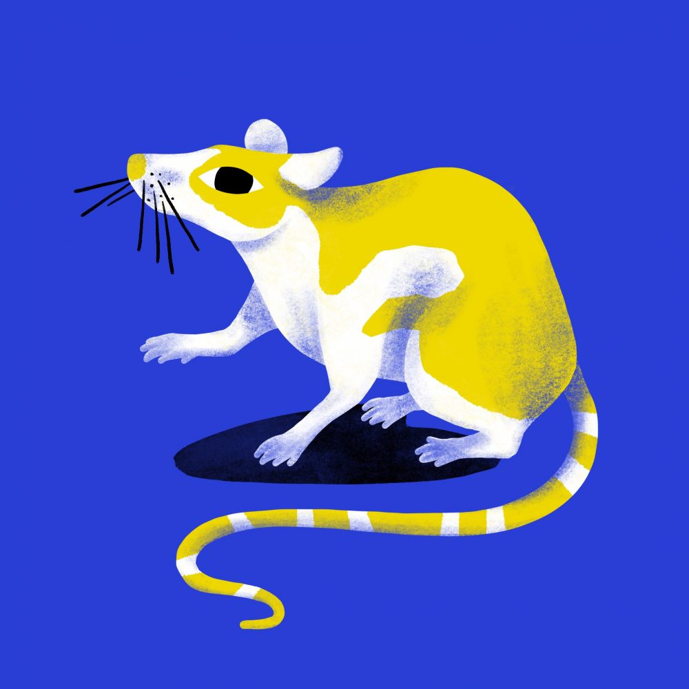 Rat jaune-blanc_fond bleu